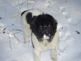 Aramis